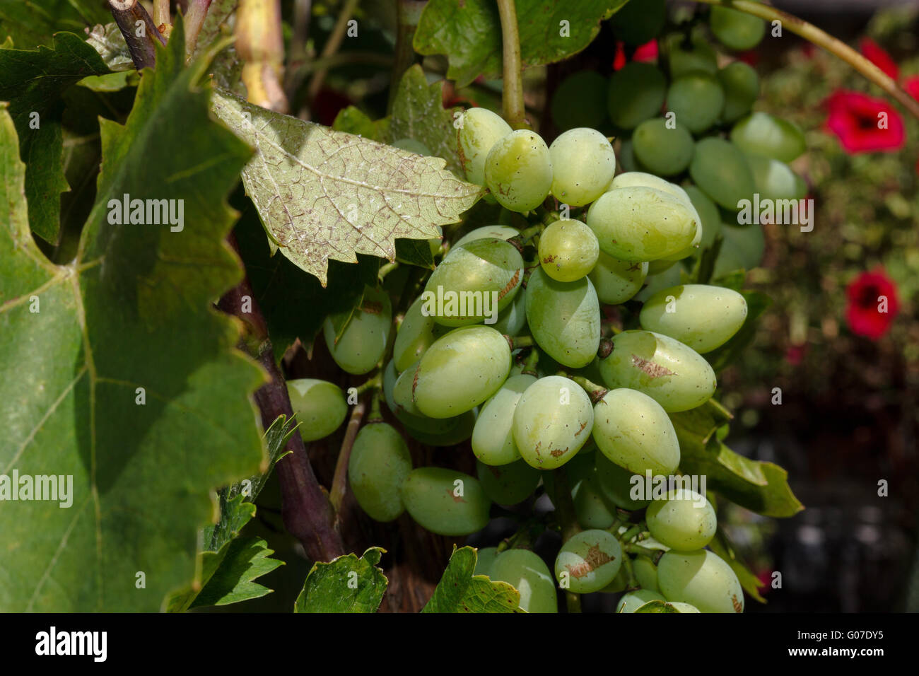 Grape Stock Photo