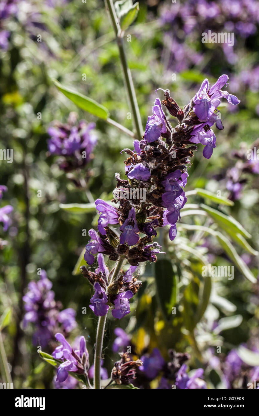 Salvia officinalis Stock Photo
