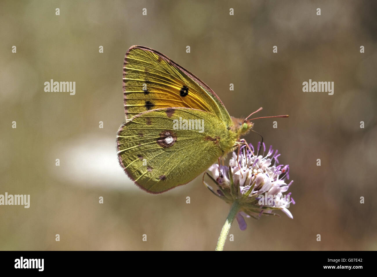 Colias crocea, Clouded Yellow on Scabious flower Stock Photo