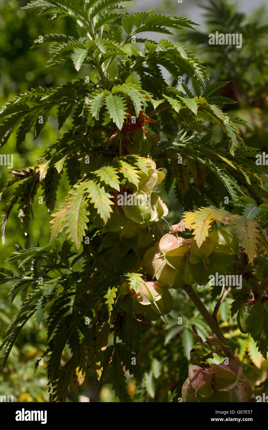 Melianthus comosus Stock Photo