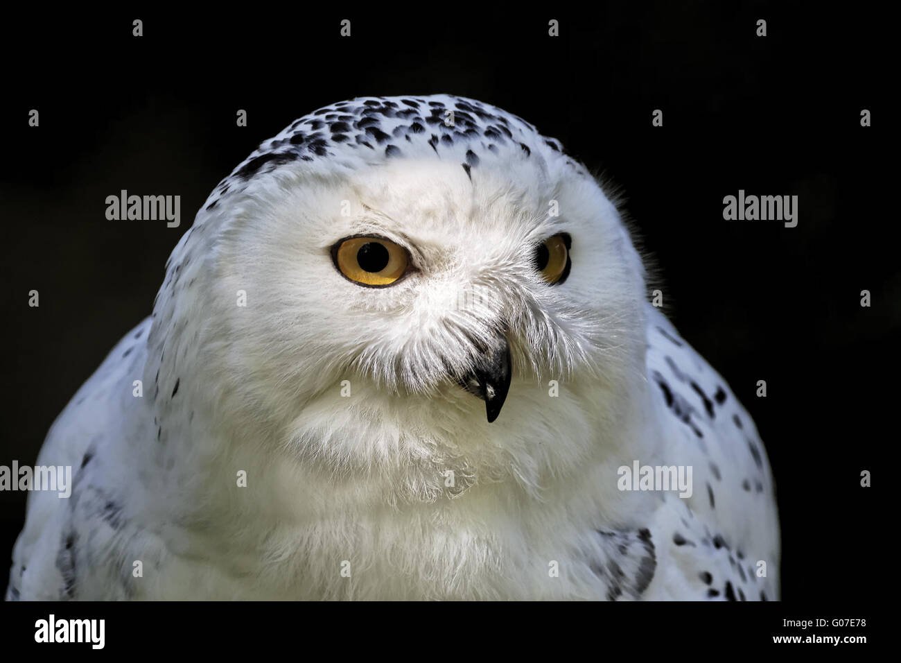 Bubo scandiacus, Snowy Owl, Icelandic Snow Owl Stock Photo - Alamy