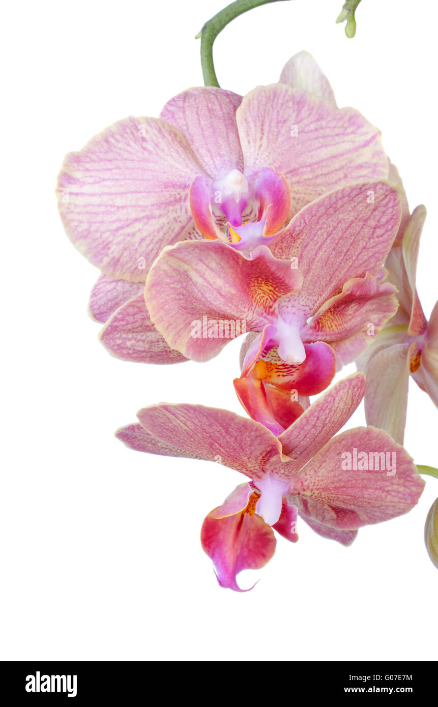 Pink streaked orchid flower isolated on white Stock Photo - Alamy