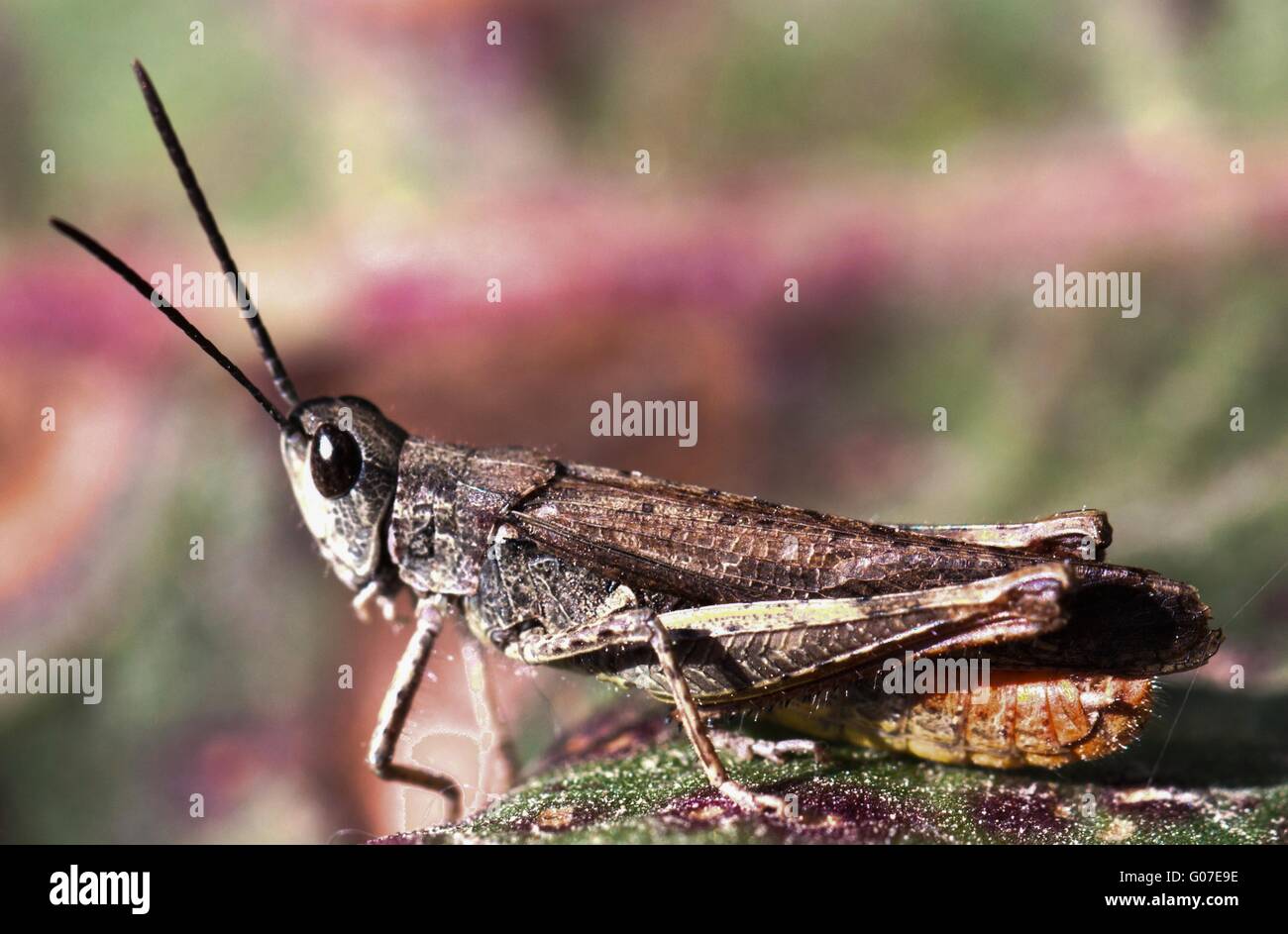 brown grasshopper Stock Photo