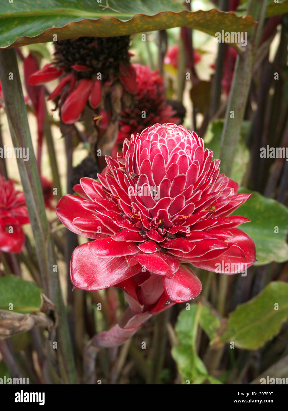 Amazon jungle flower hires stock photography and images Alamy