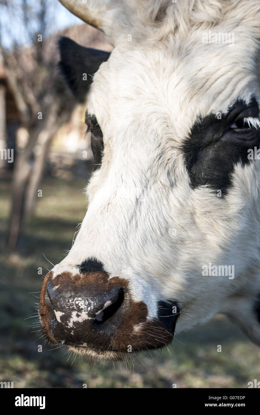 Cow Head Profile