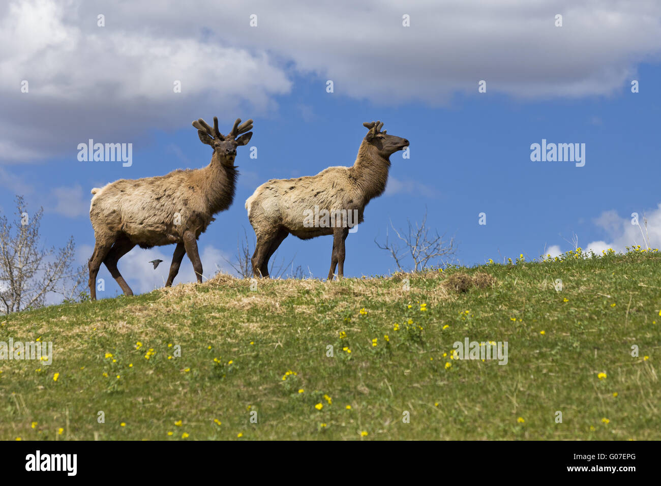 Bull Elk (Cervus elaphus) atop a hill in spring Stock Photo