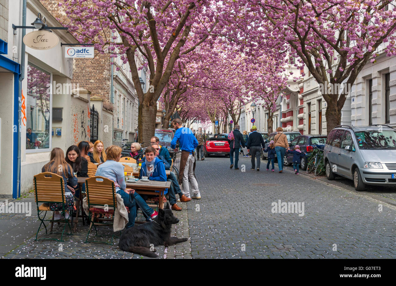 Cherry blossom time in the Old Town, Bonn, NRW, Germany Stock Photo