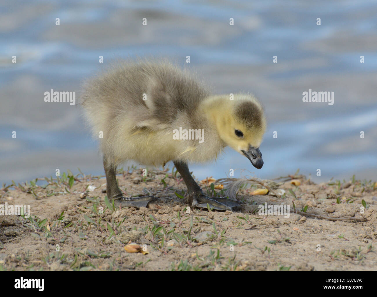 Gosling goose bird hi-res stock photography and images - Alamy