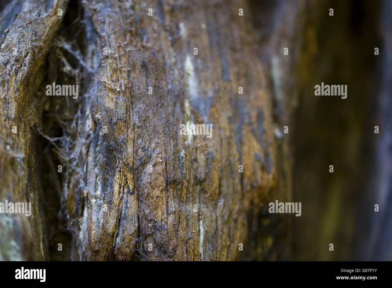 close up of a tree in Redwood National Park Stock Photo
