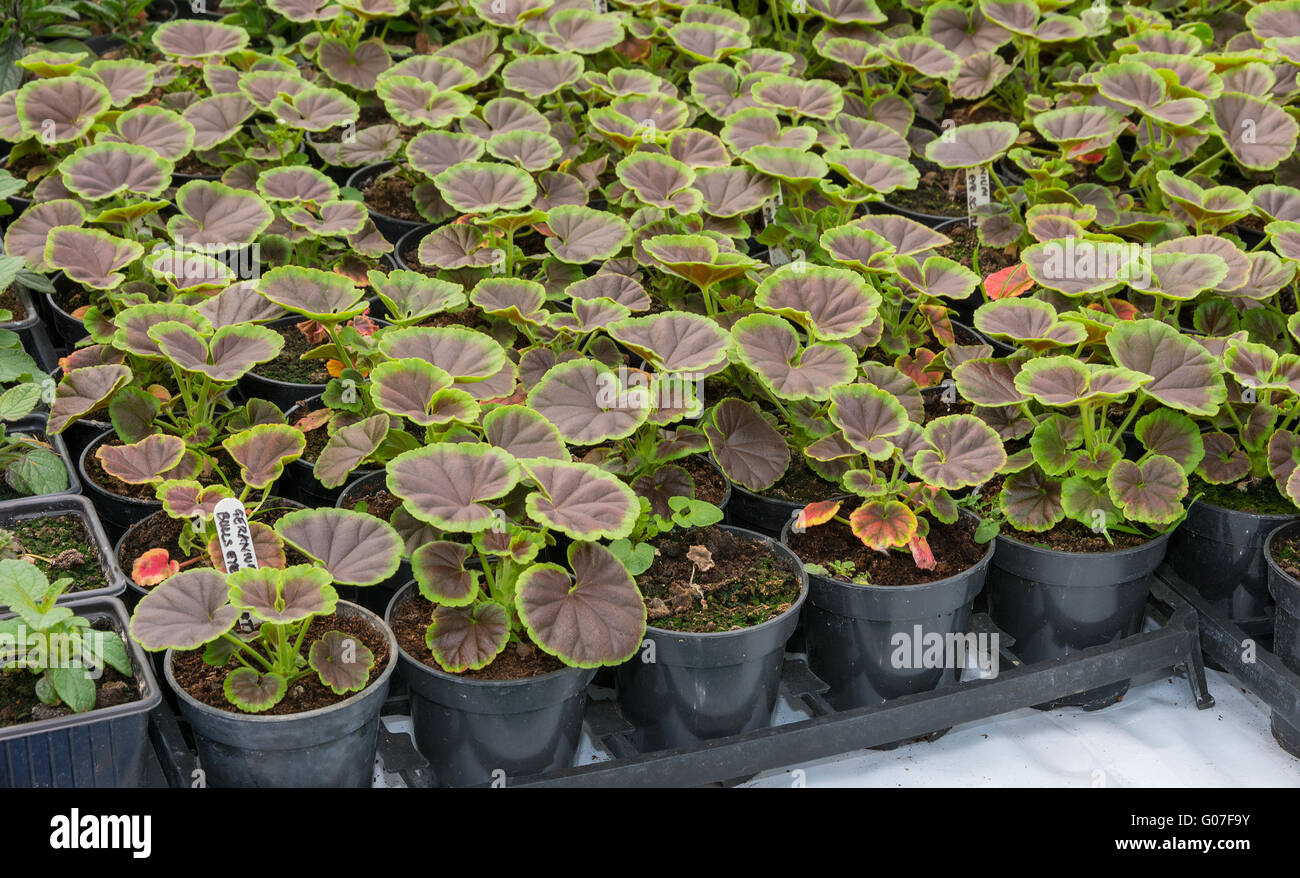 Pots of young tender pelagonium, geranium plants Stock Photo