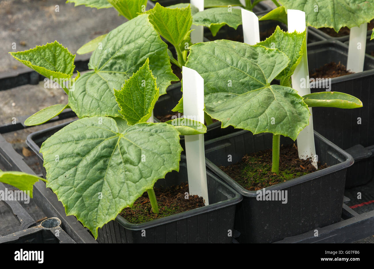 Young cucumber plants ready for plant out Stock Photo