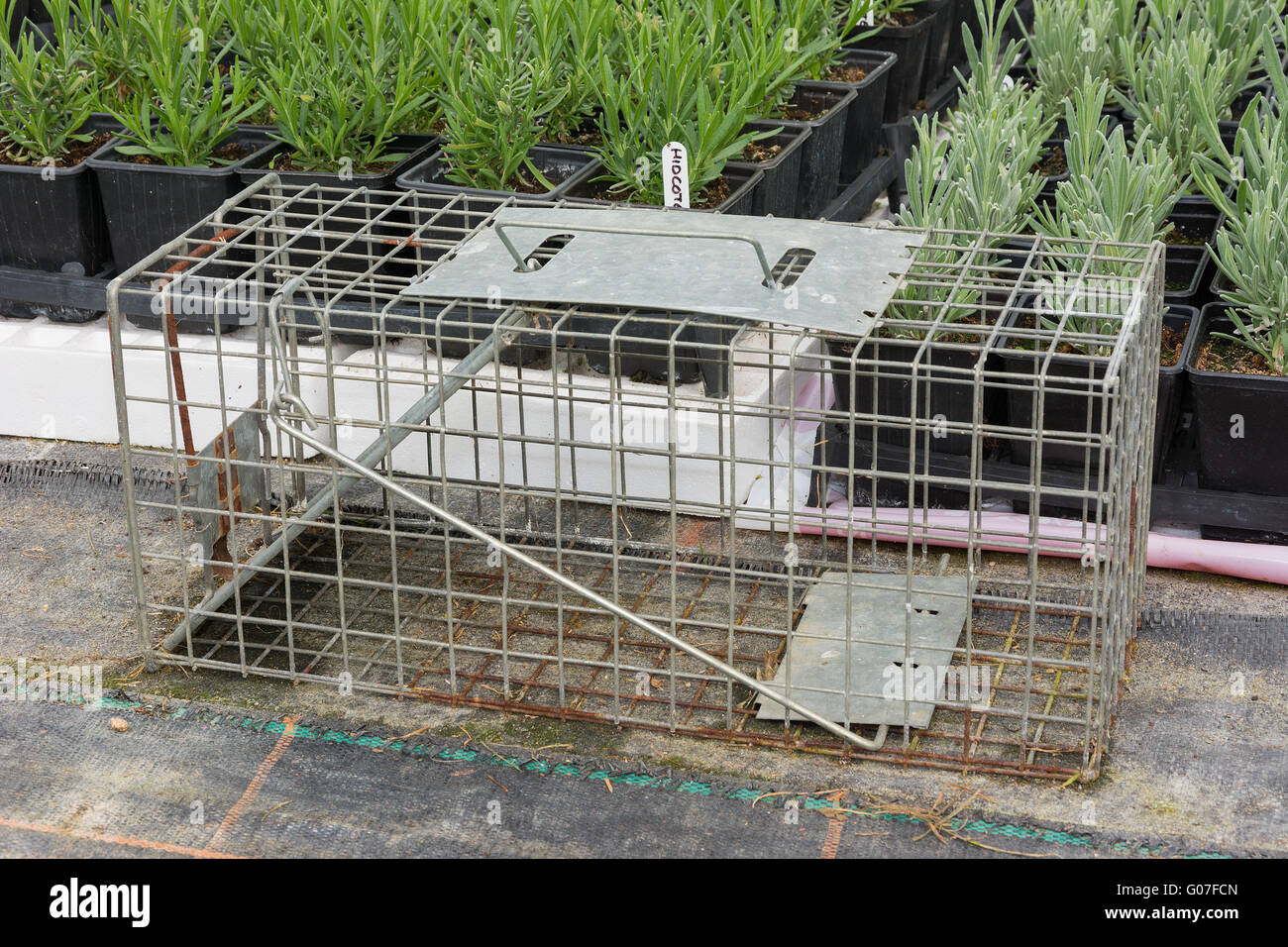 https://c8.alamy.com/comp/G07FCN/steel-humane-rat-trap-set-up-in-a-garden-nursery-G07FCN.jpg
