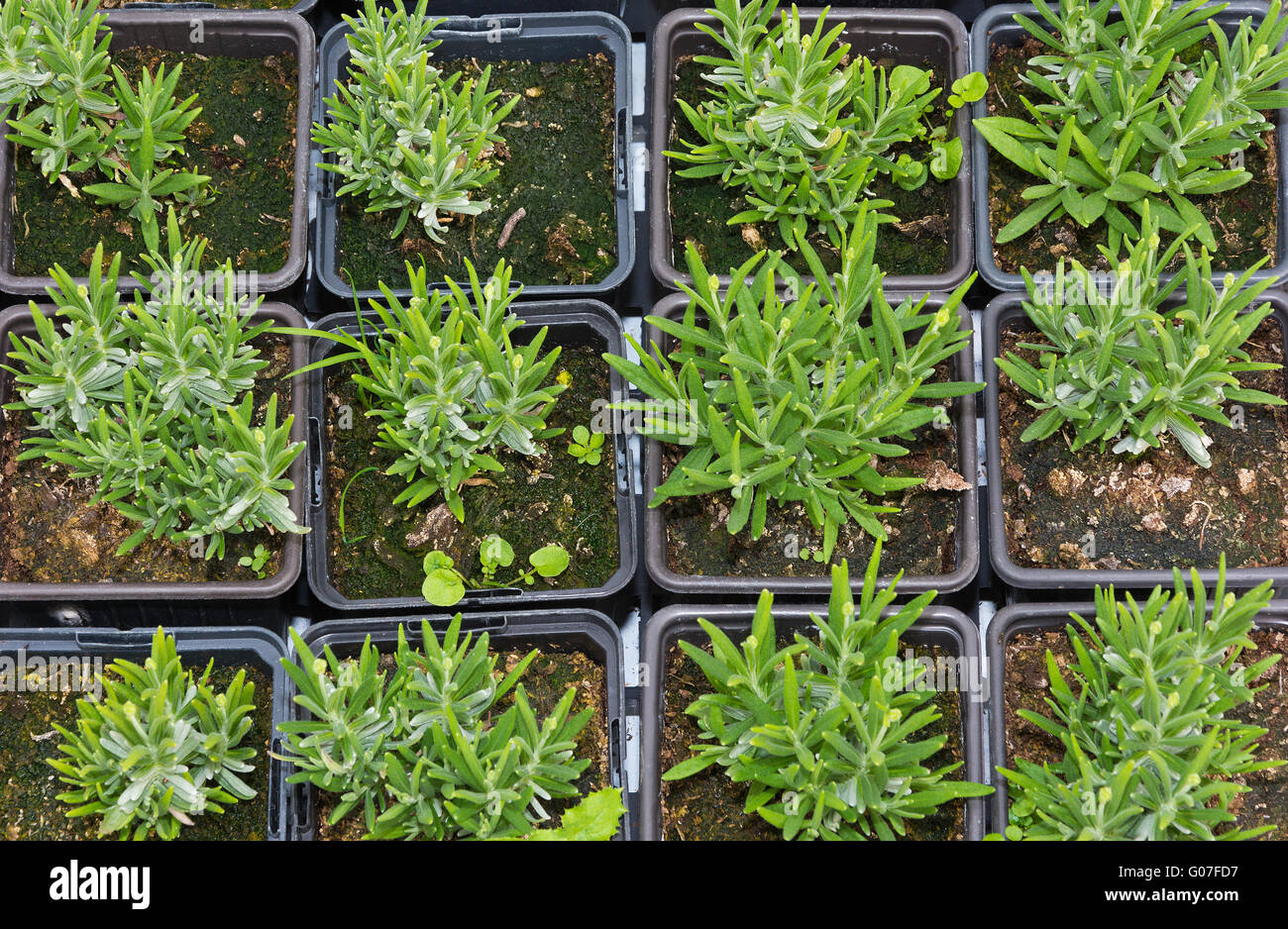 Young lavender seedlings grown in pots ready for planting out. Stock Photo