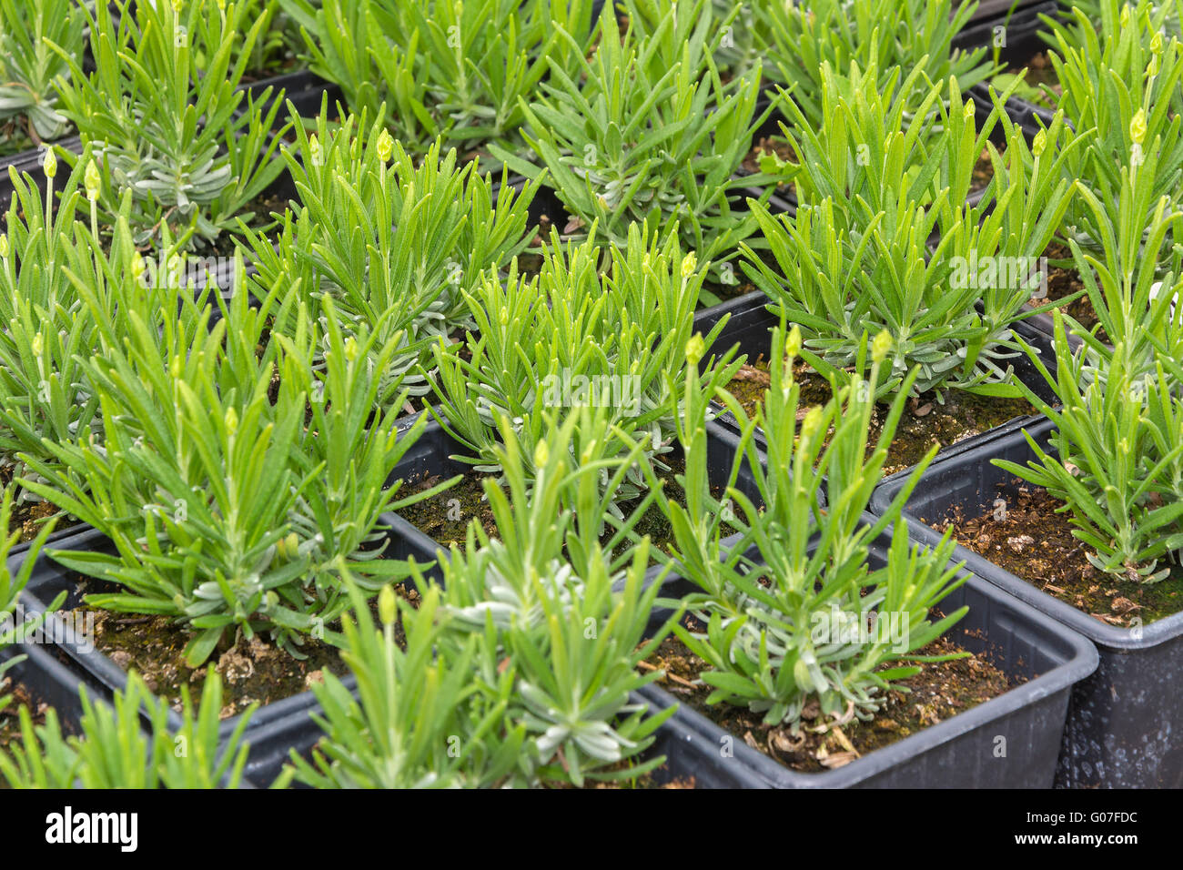 Young lavender seedlings grown in pots ready for planting out. Stock Photo