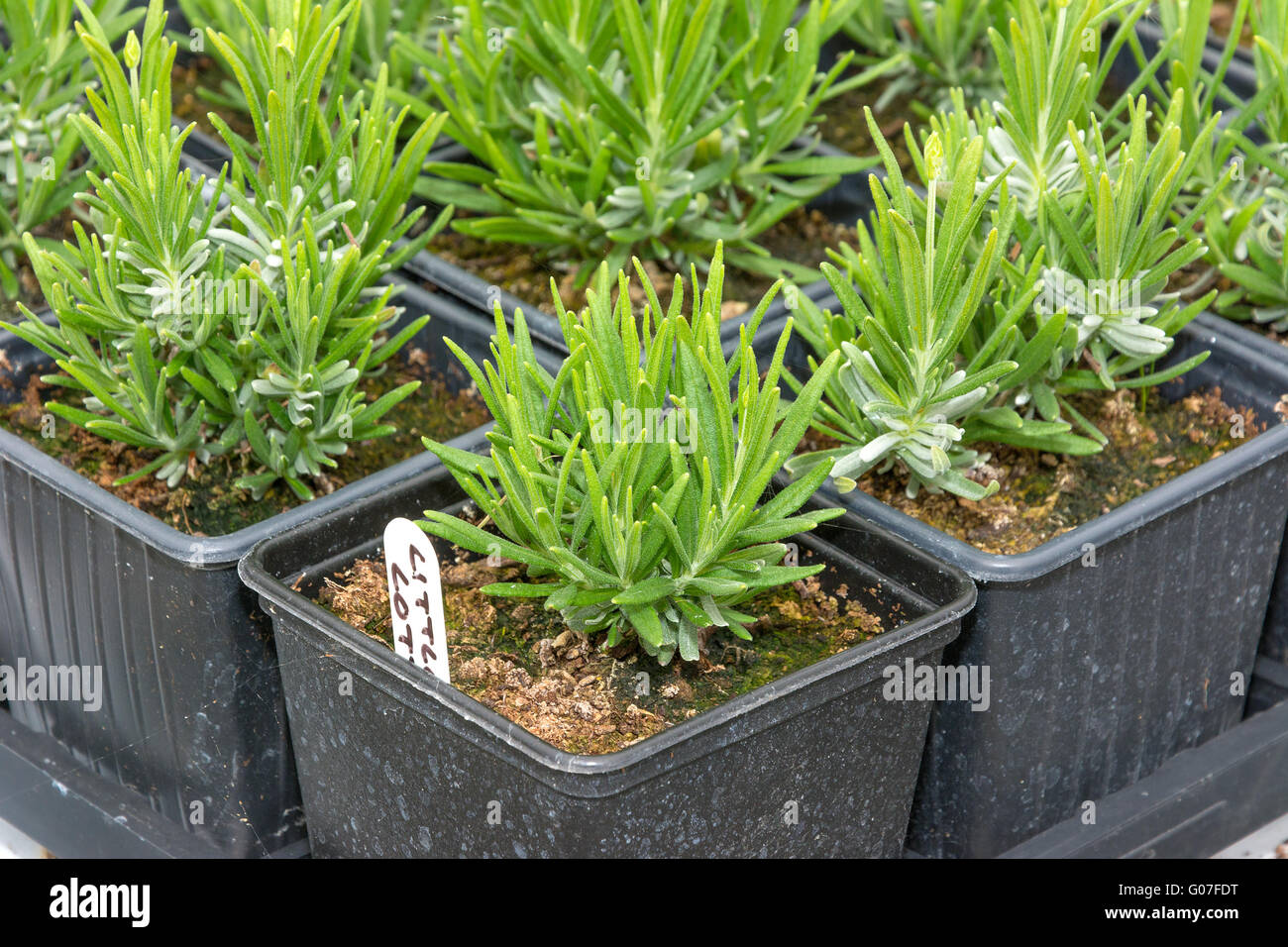 Young lavender seedlings grwon in pots ready for planting out. Stock Photo
