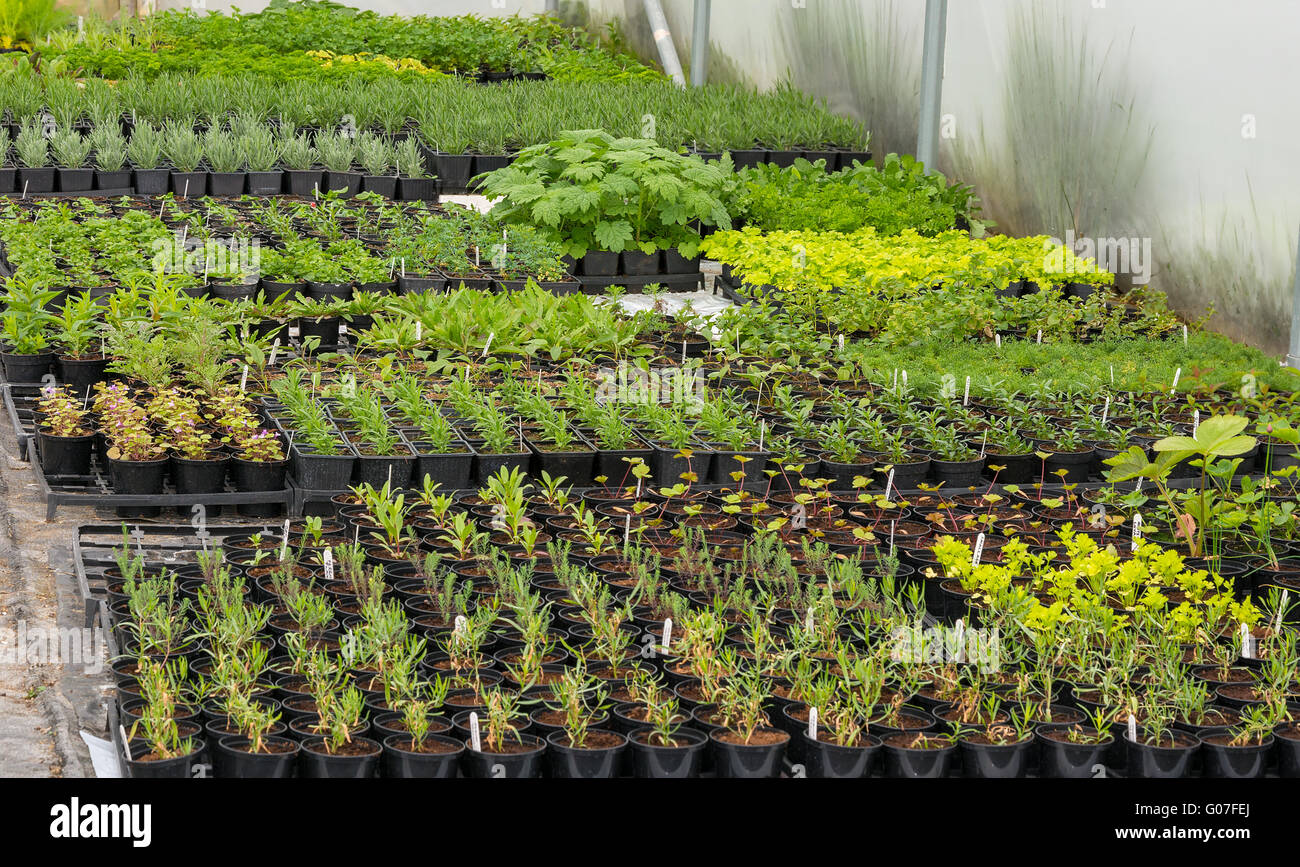 Polytunnel grown plants in pots ready for planting out Stock Photo