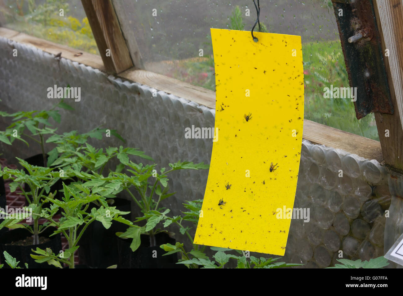 https://c8.alamy.com/comp/G07FFA/yellow-sticky-fly-trap-hanging-inside-a-greenhouse-G07FFA.jpg