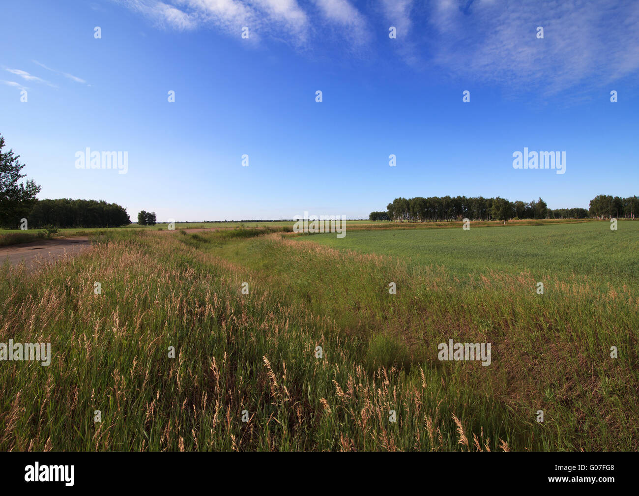 Summer landscape with green field and blue sky Stock Photo - Alamy
