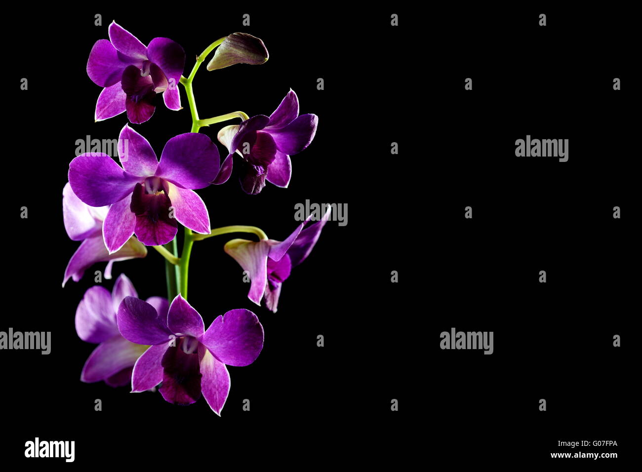 Branch of purple orchid(dendrobium phalaenopsis). Stock Photo