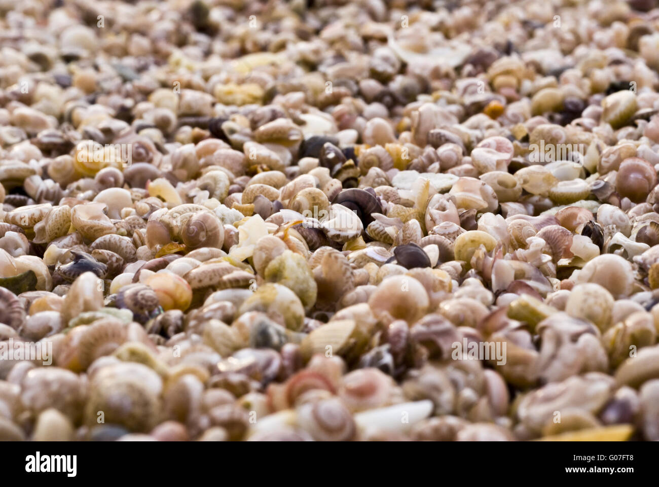 Snails on the beach Stock Photo