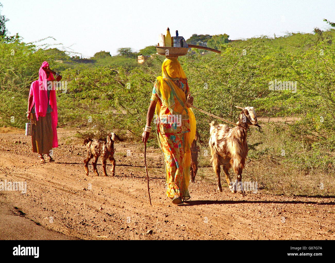Indian goat women Stock Photo