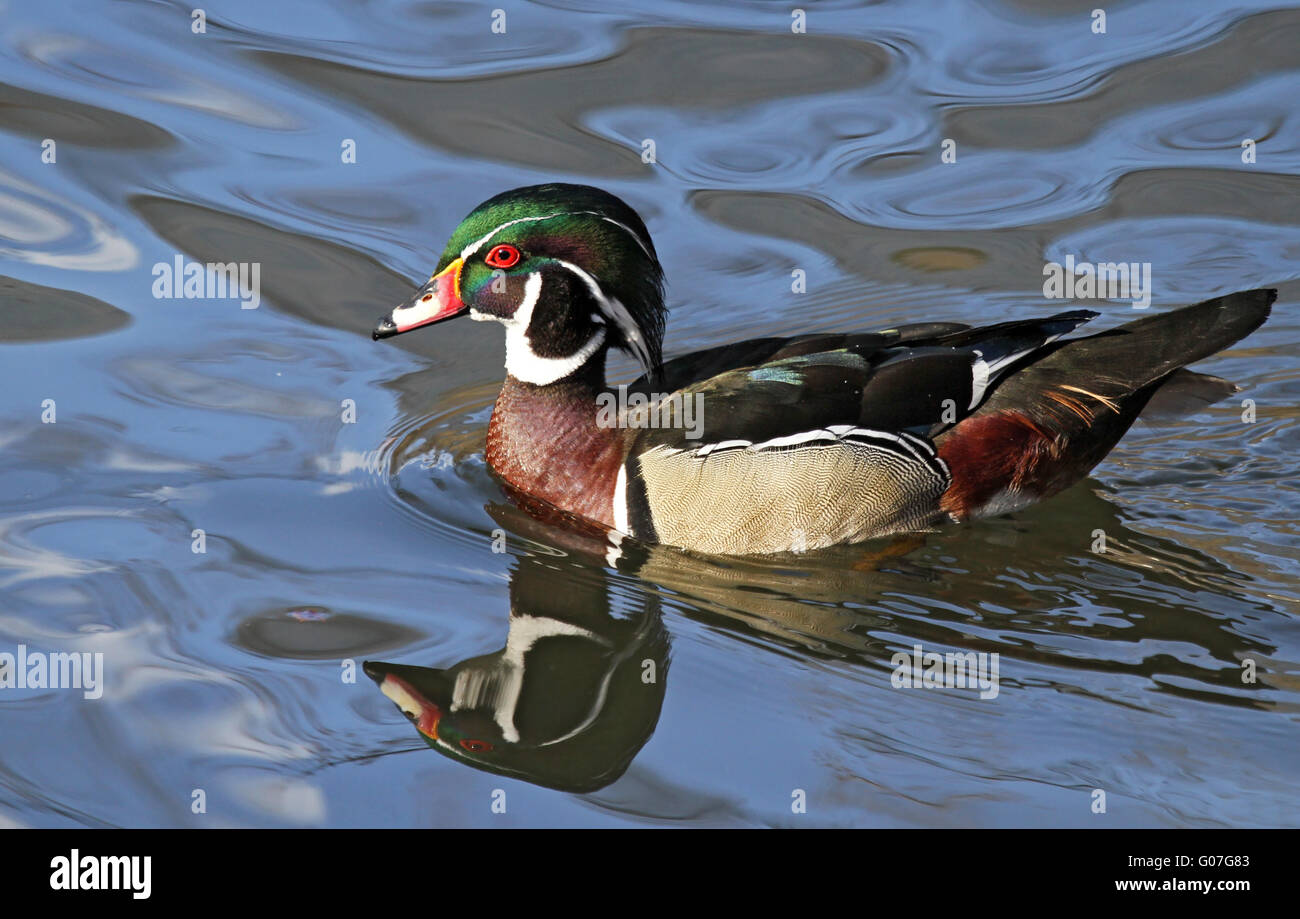 ducks Stock Photo