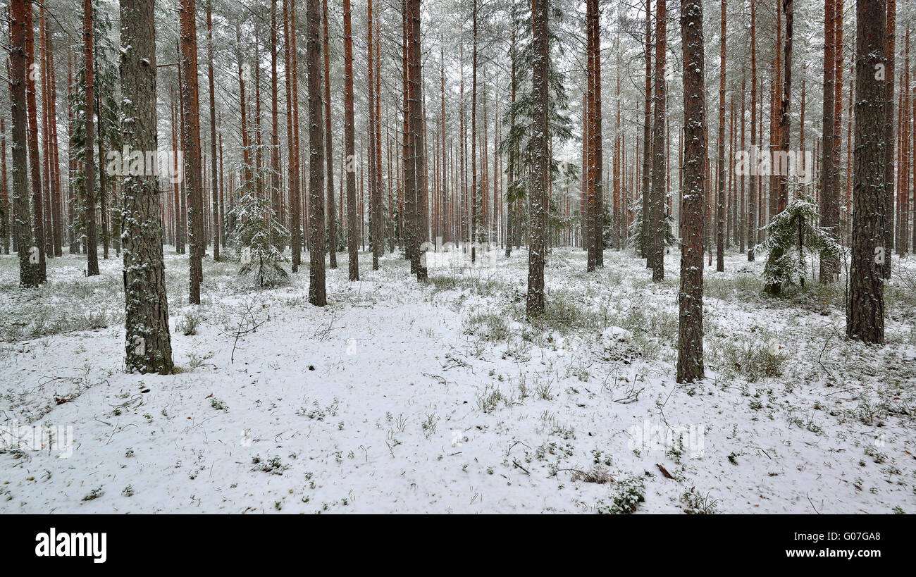 Snowy pine forest in winter Stock Photo