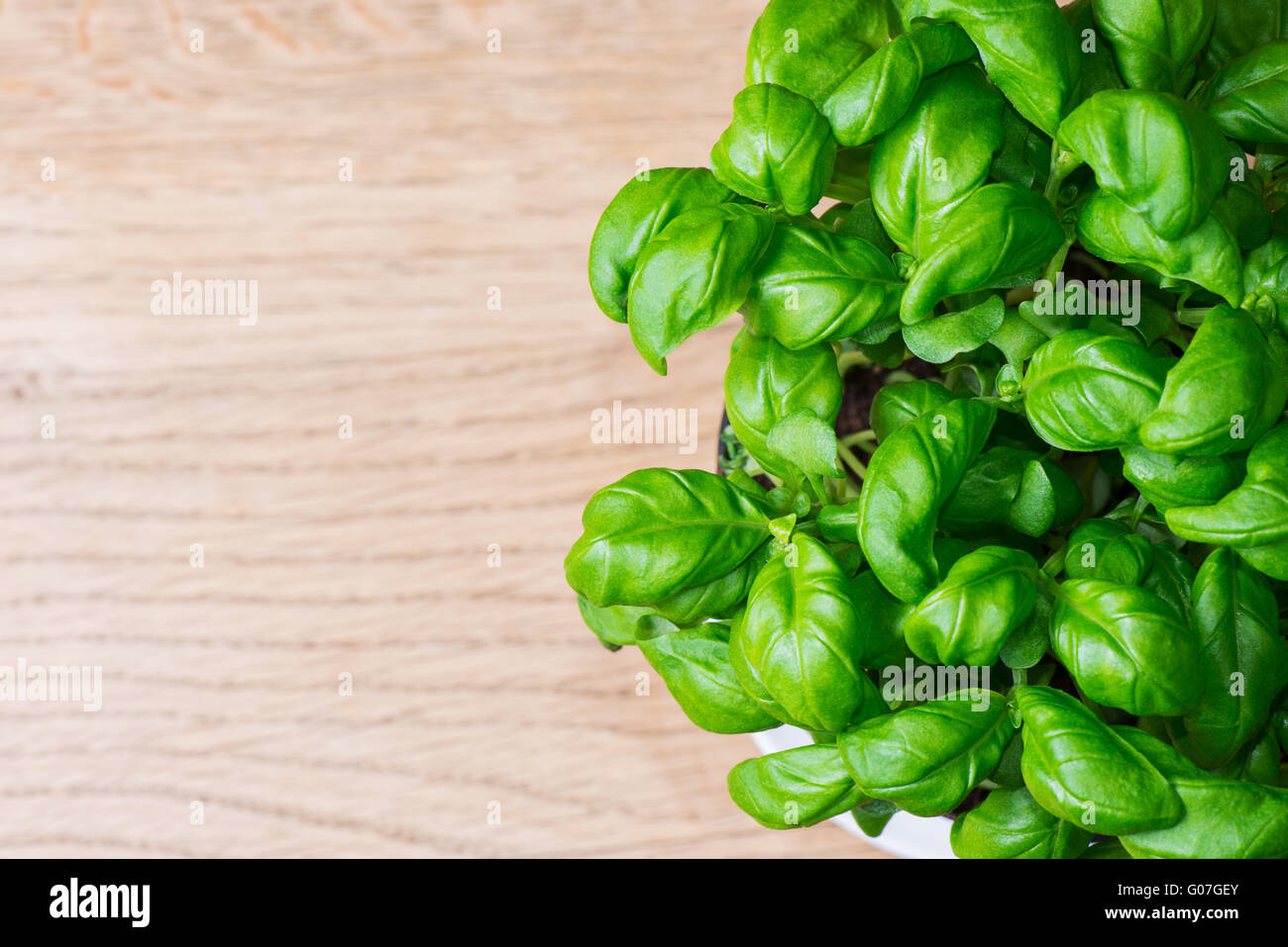 potted basil herb plant on wooden table with copy space Stock Photo