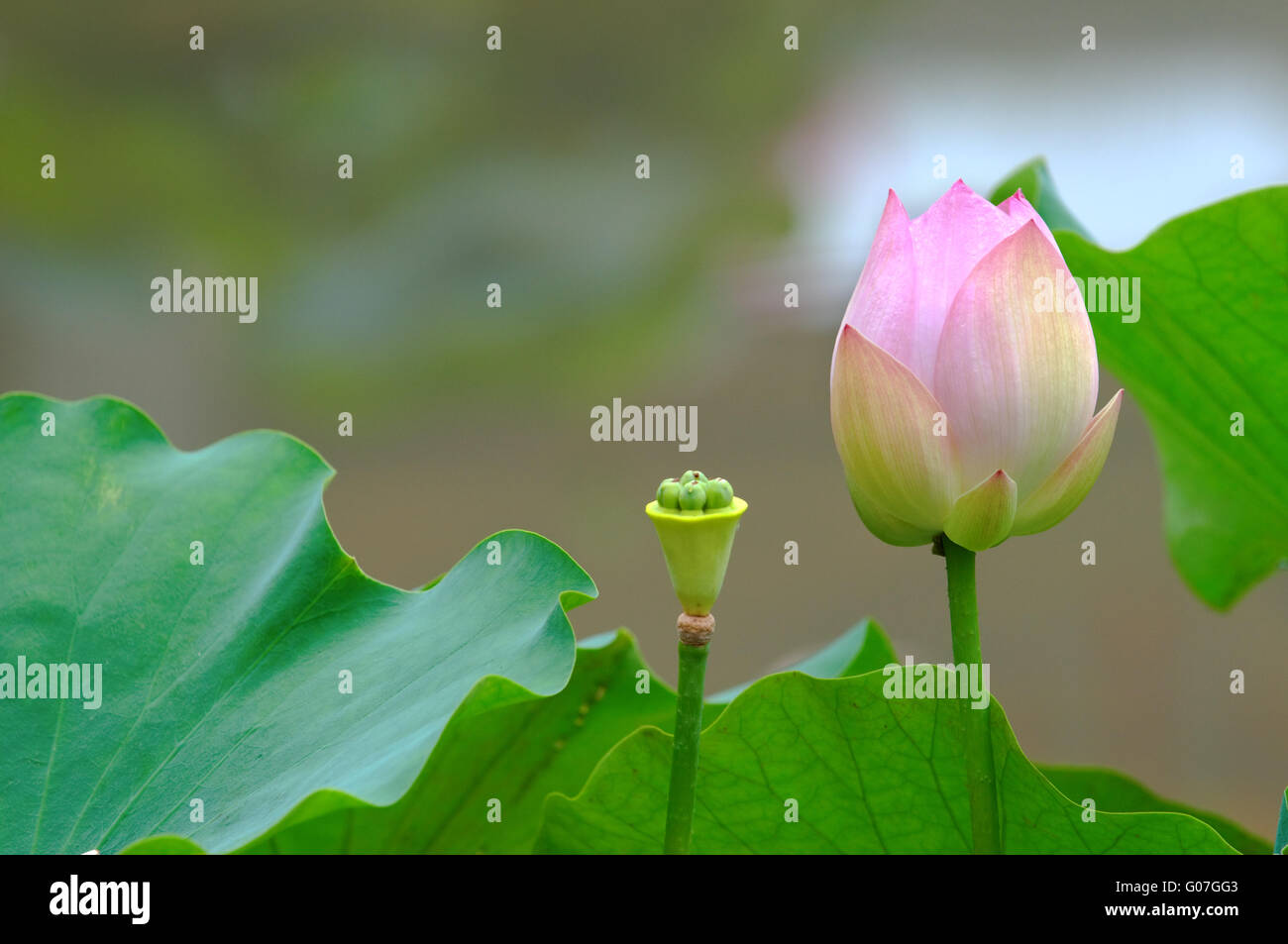 Close up of lotus (bud) and seed head with leaves Stock Photo