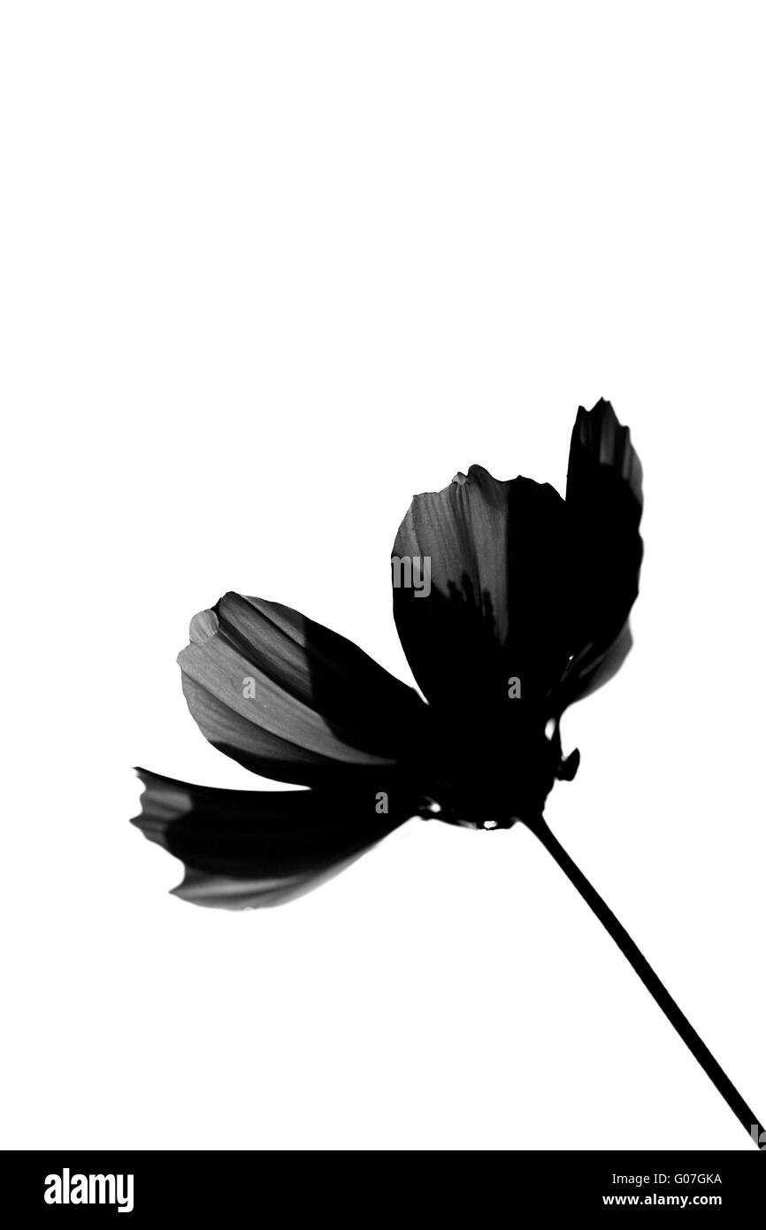 Black flower Stock Photo