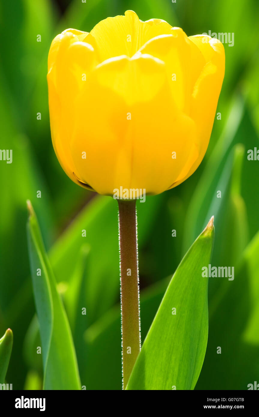 The close up view of yellow tulip over green background Stock Photo - Alamy