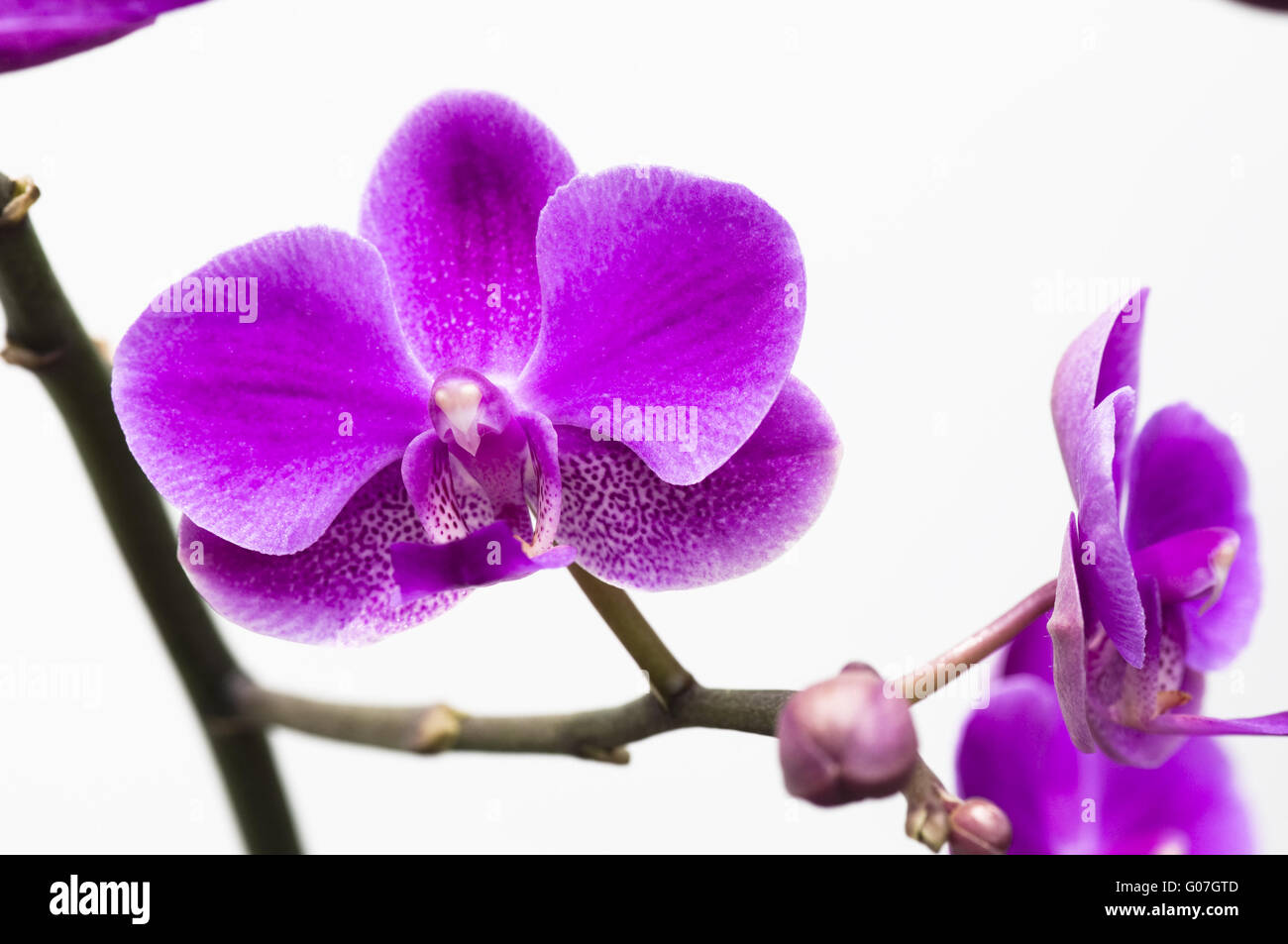 Pink orchid flower isolated on white background Stock Photo - Alamy
