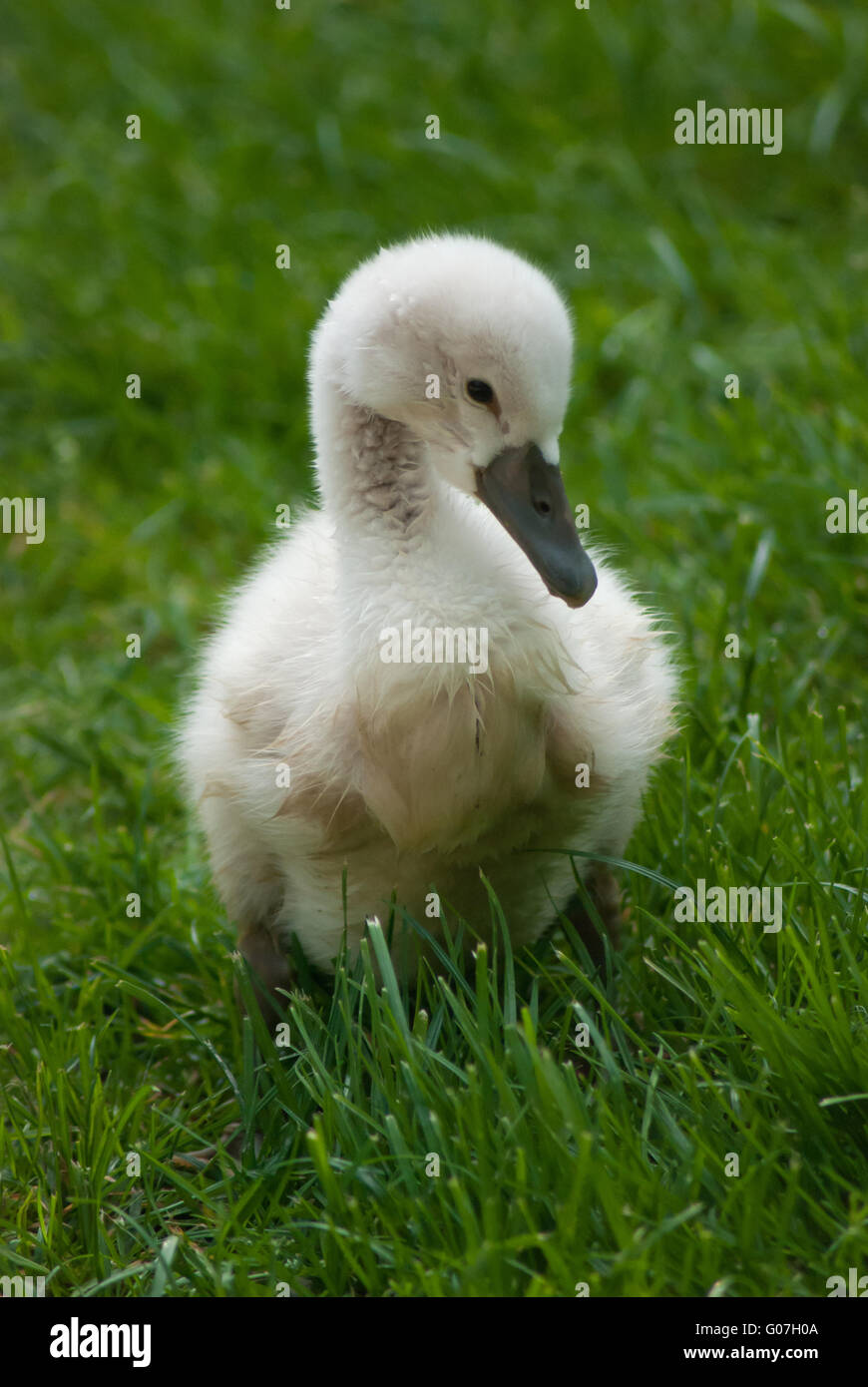 Young Swan Stock Photo