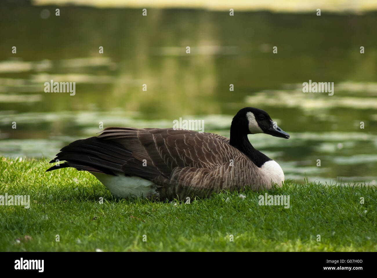 Wonderful goose hi-res stock photography and images - Alamy