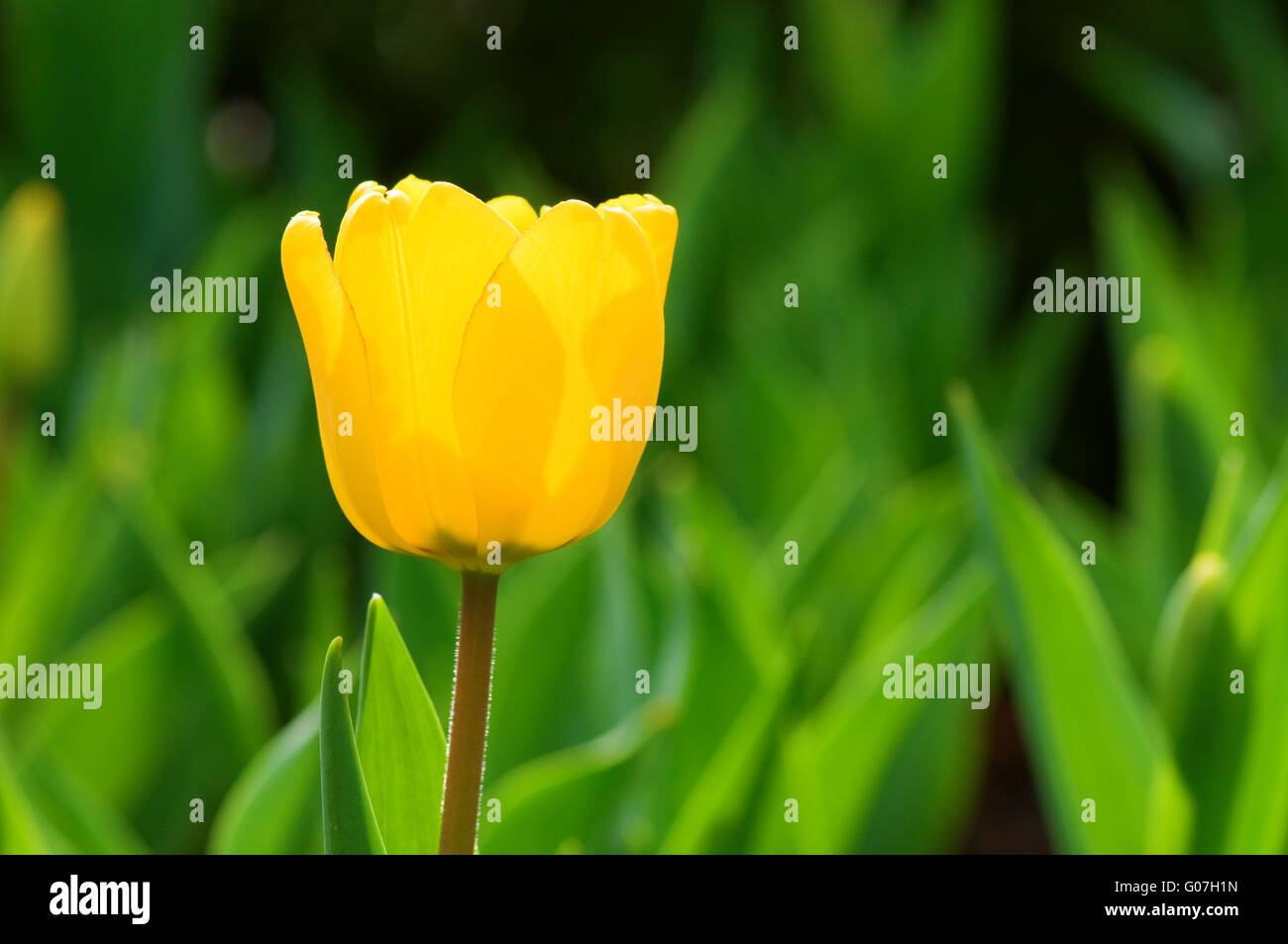 The close up view of a single yellow tulip over green background Stock Photo