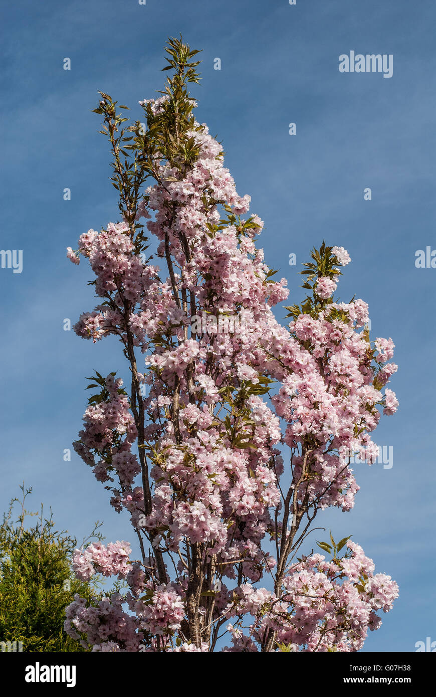 Cherry tree blooming in May Stock Photo Alamy