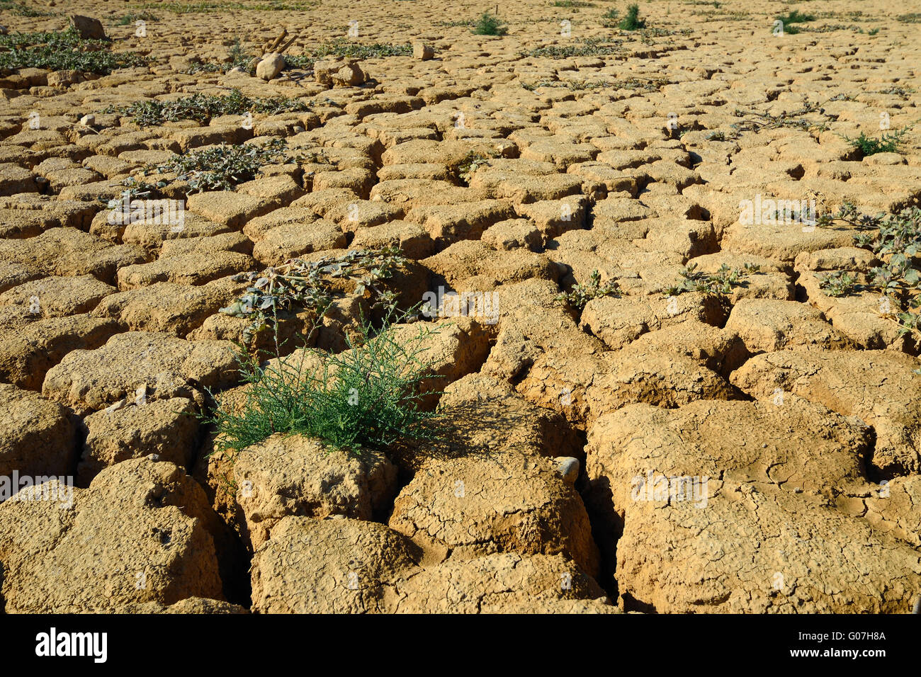 Dry cracked ground and green plants. Taken in Negev Stock Photo