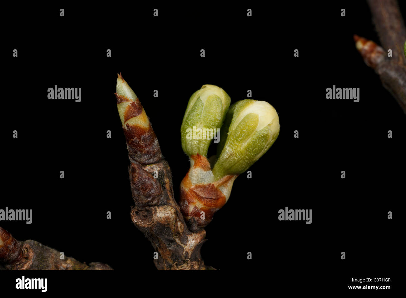 https://c8.alamy.com/comp/G07HGP/plum-bud-opening-and-shoot-with-bud-scales-victoria-variety-G07HGP.jpg