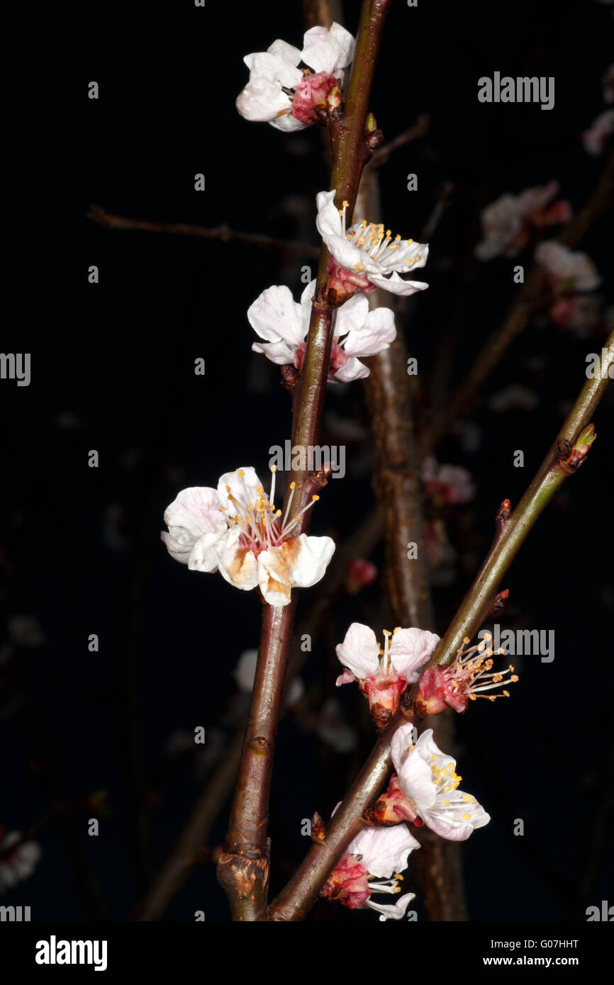 Apricot Blossom on young twig. Lillicot variety. Stock Photo
