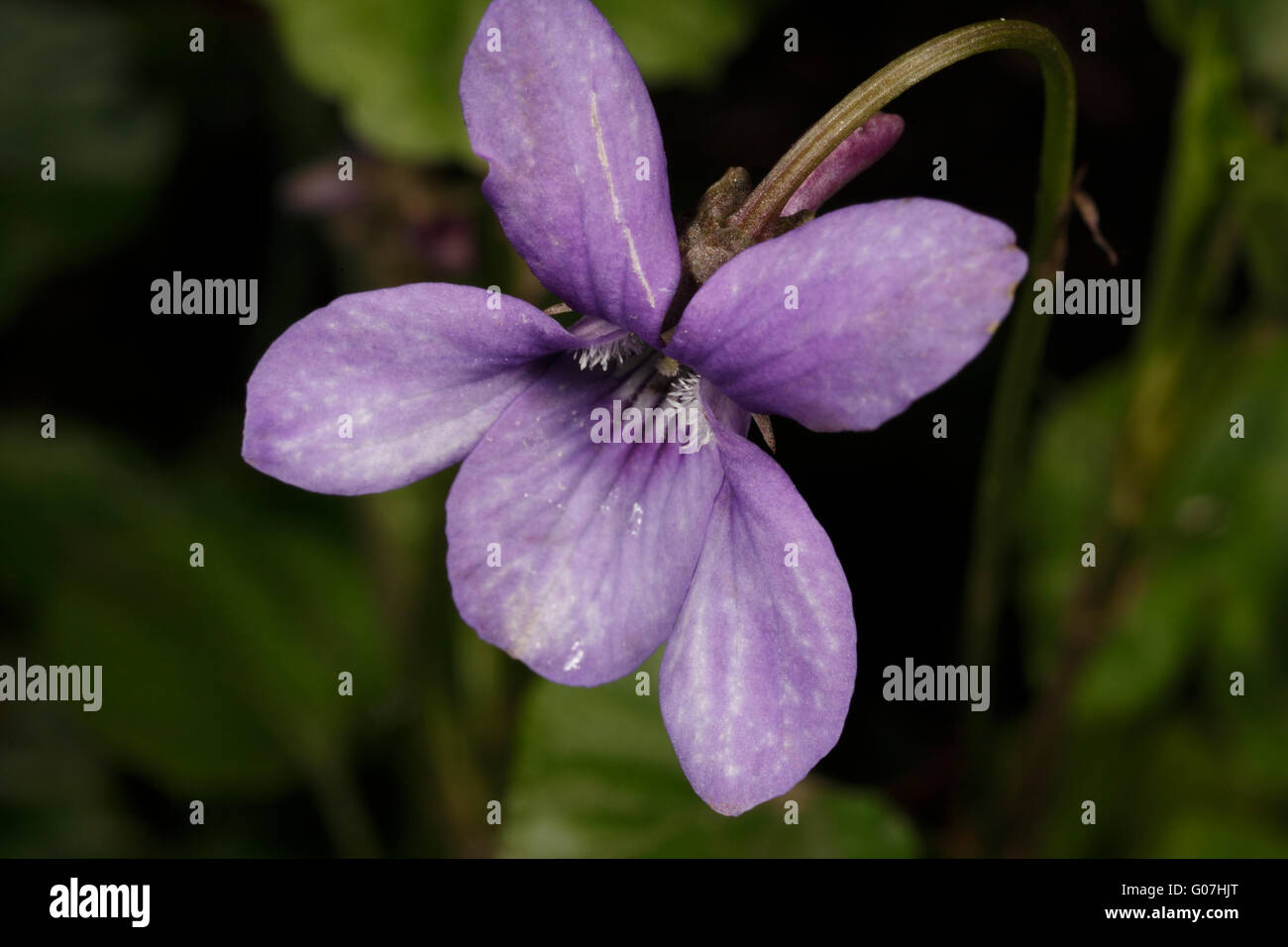 Wild Violet flower. Viola odorata Stock Photo