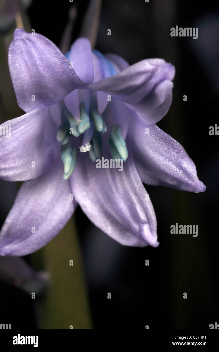 Bluebell flowers opening. Hyacinthoides hispanica Stock Photo
