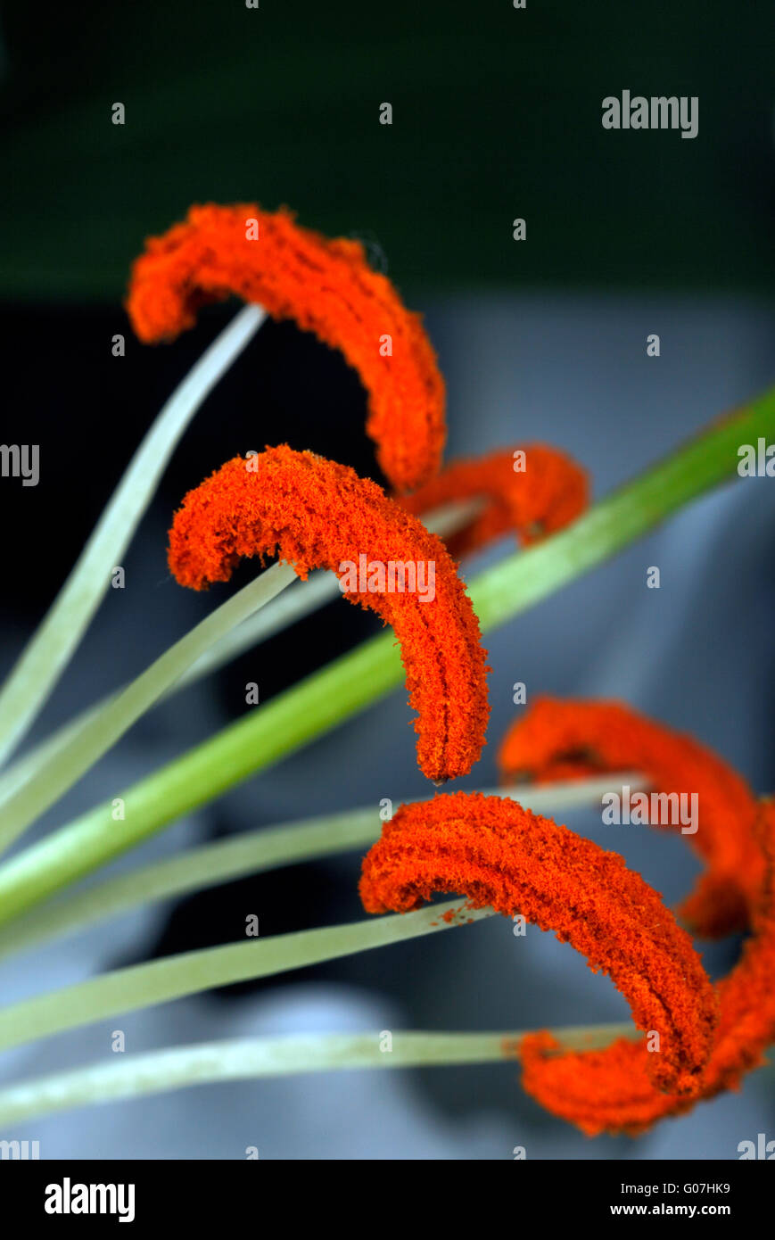 Lily anthers with pollen. Anther, filament, Stamen. Plant Reproduction cells Stock Photo