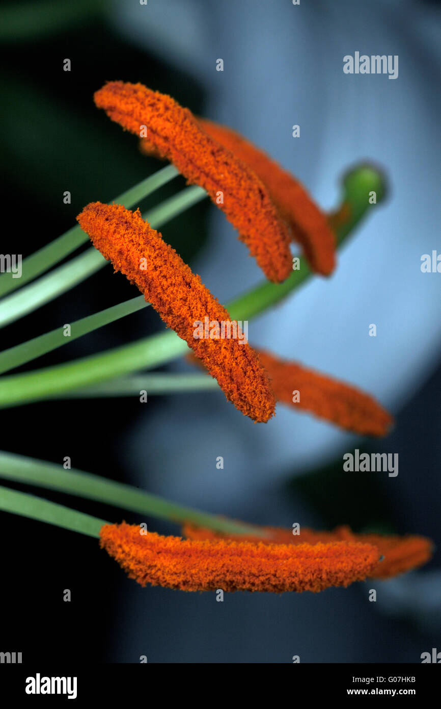 White Lily Stamens, made up of the anther and filament. Stock Photo