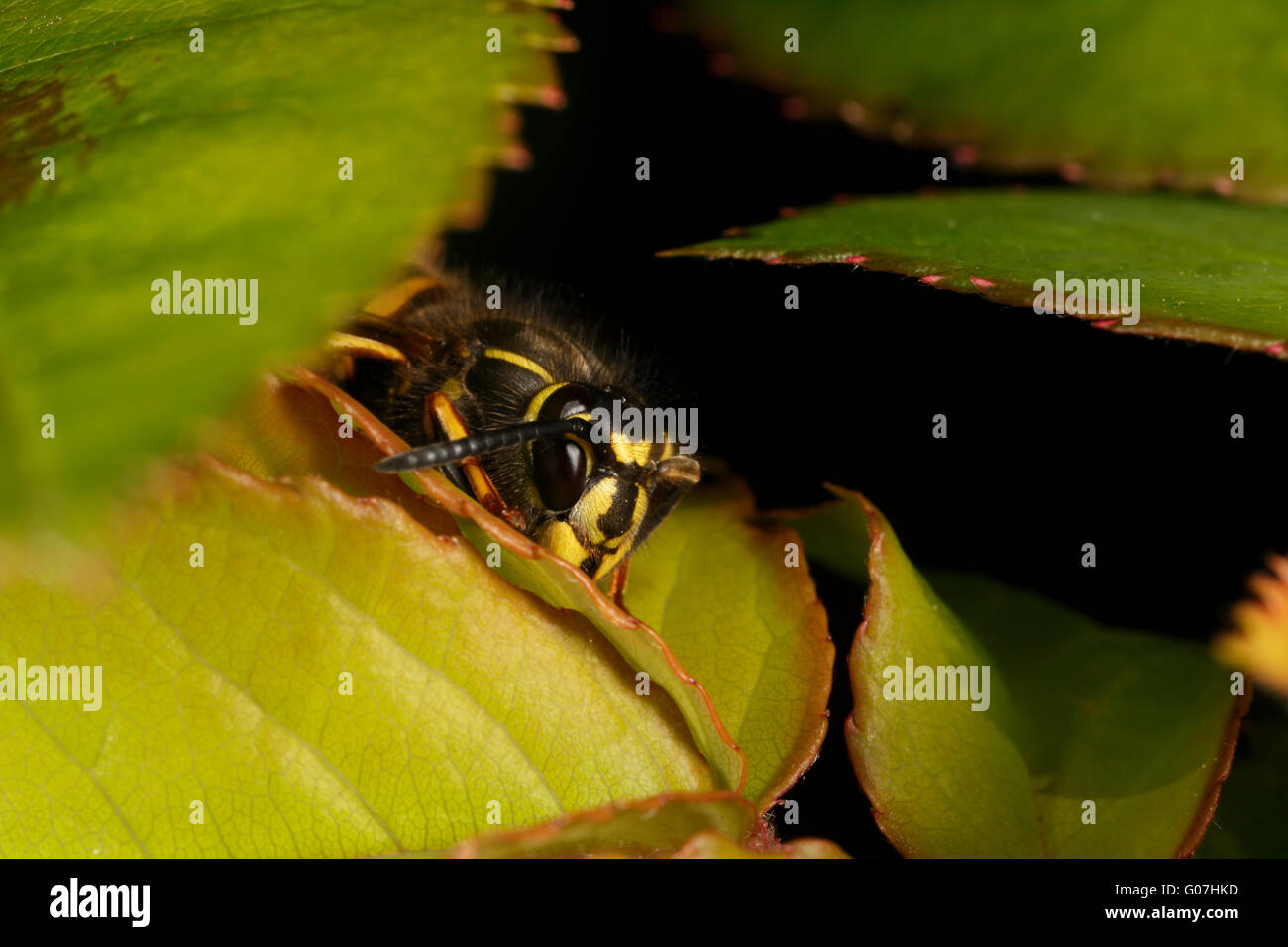 Sunfly Hoverfly face Stock Photo - Alamy