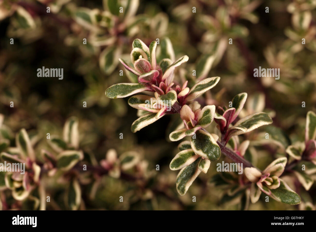 Thyme 'Silver Queen' Close up. Thymus valgaris. Thymus × citriodorus