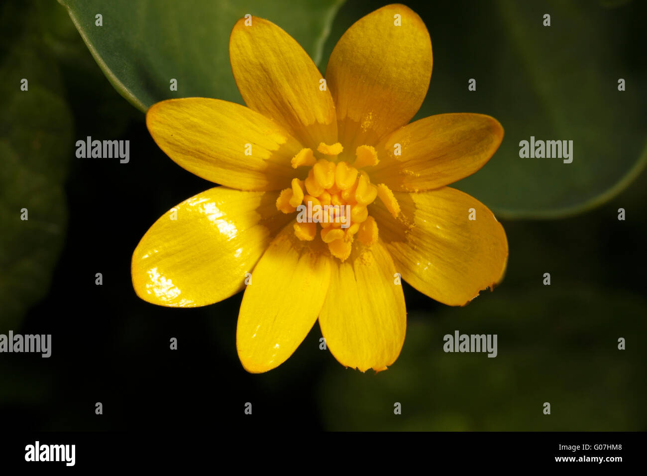 Lesser Celandine flower opening. Ficaria verna. Fig buttercup. Hairless