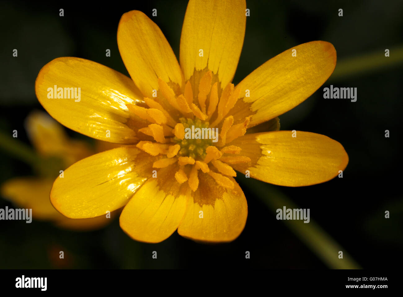 Actinomorphic hires stock photography and images Alamy