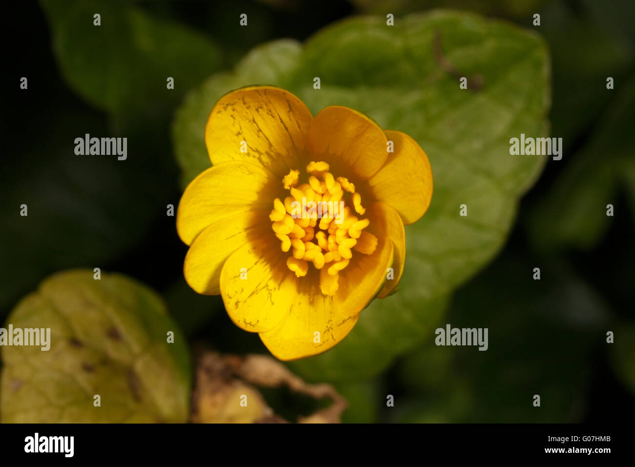 Lesser Celandine flower opening. Ficaria verna. Fig buttercup. Hairless