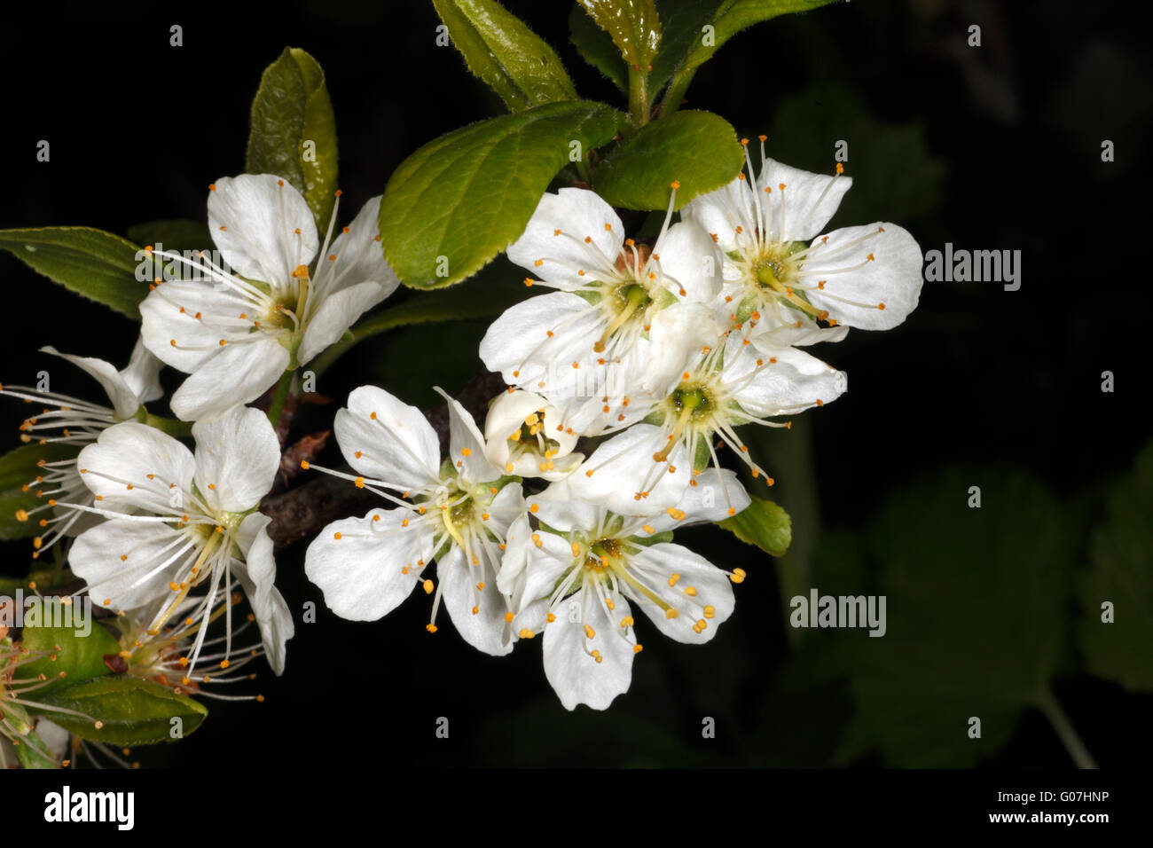 plum mirabelle de nancy Stock Photo