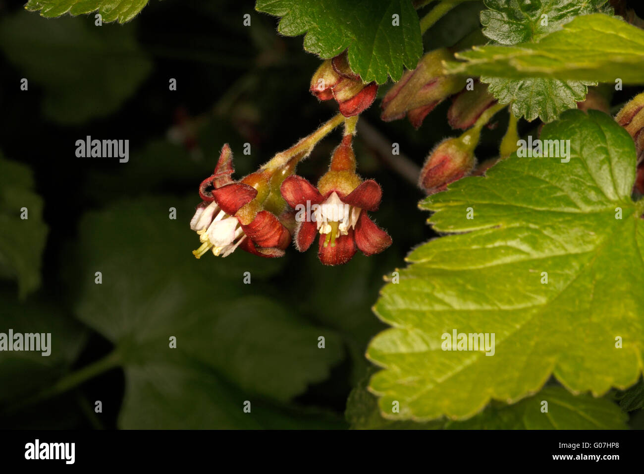 Jostaberry flower. gooseberry and blackcurrant hybrid. Casseille berry. Ribes ×nidigrolaria Stock Photo